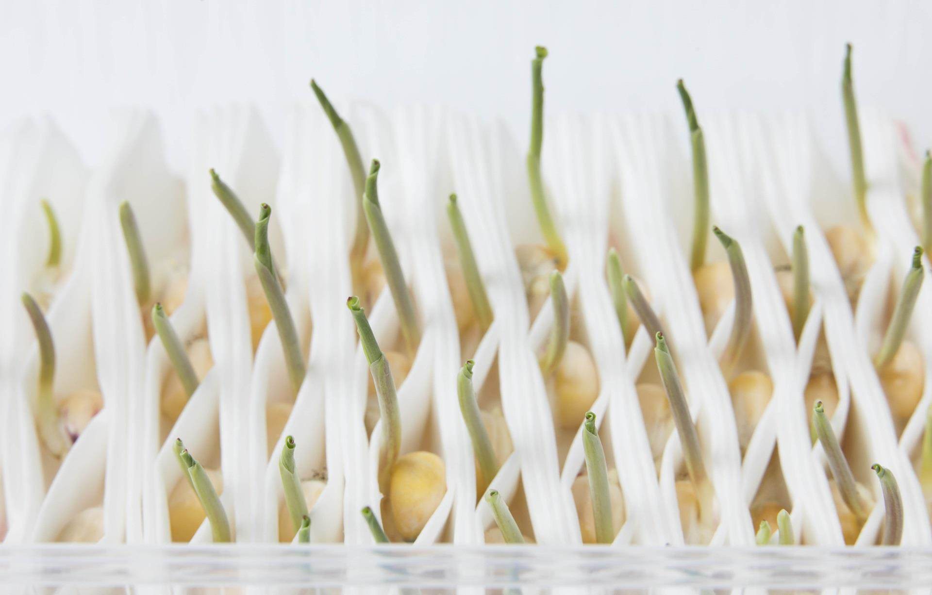 Incotec盈可泰种子处理 