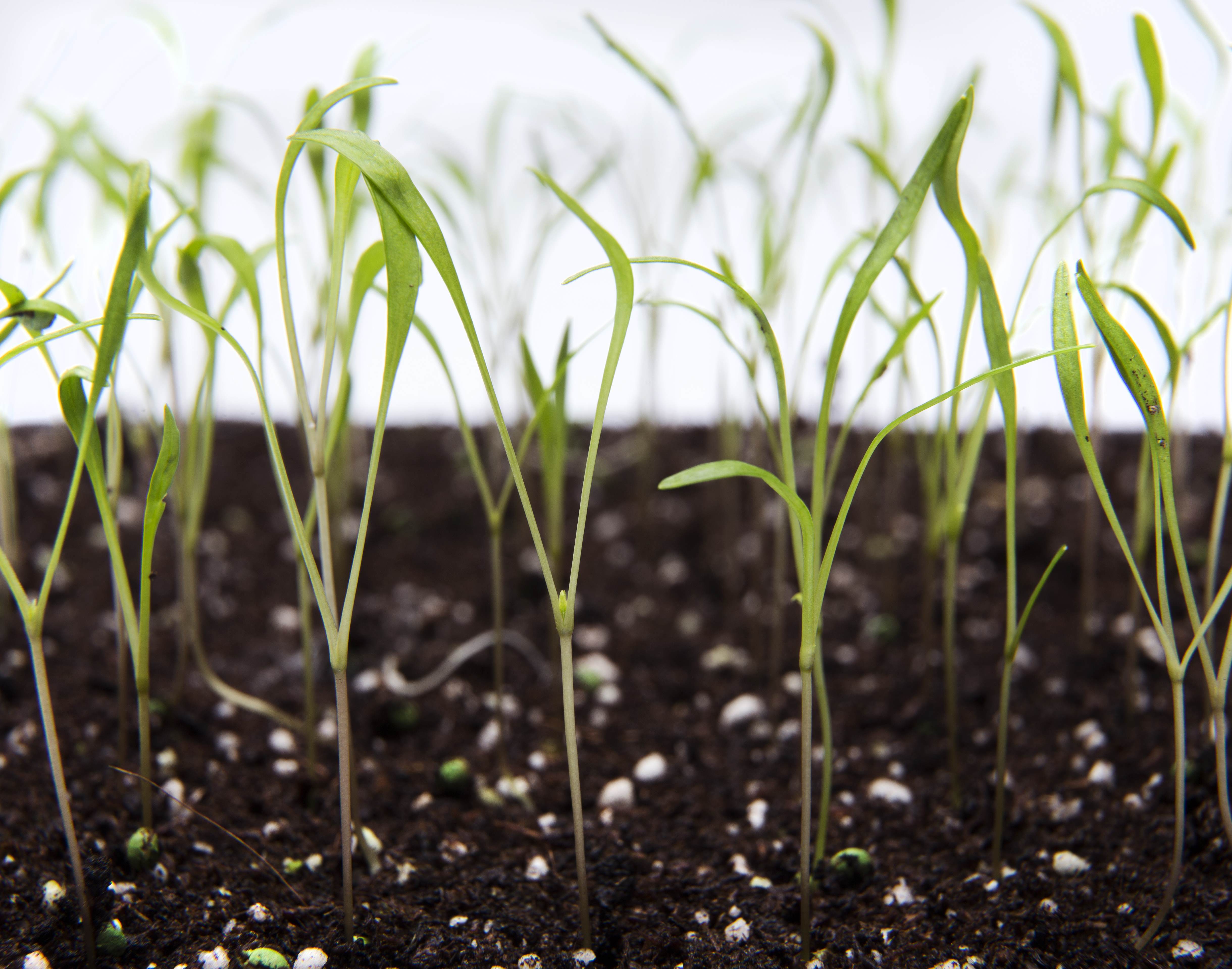carrot seedlings
