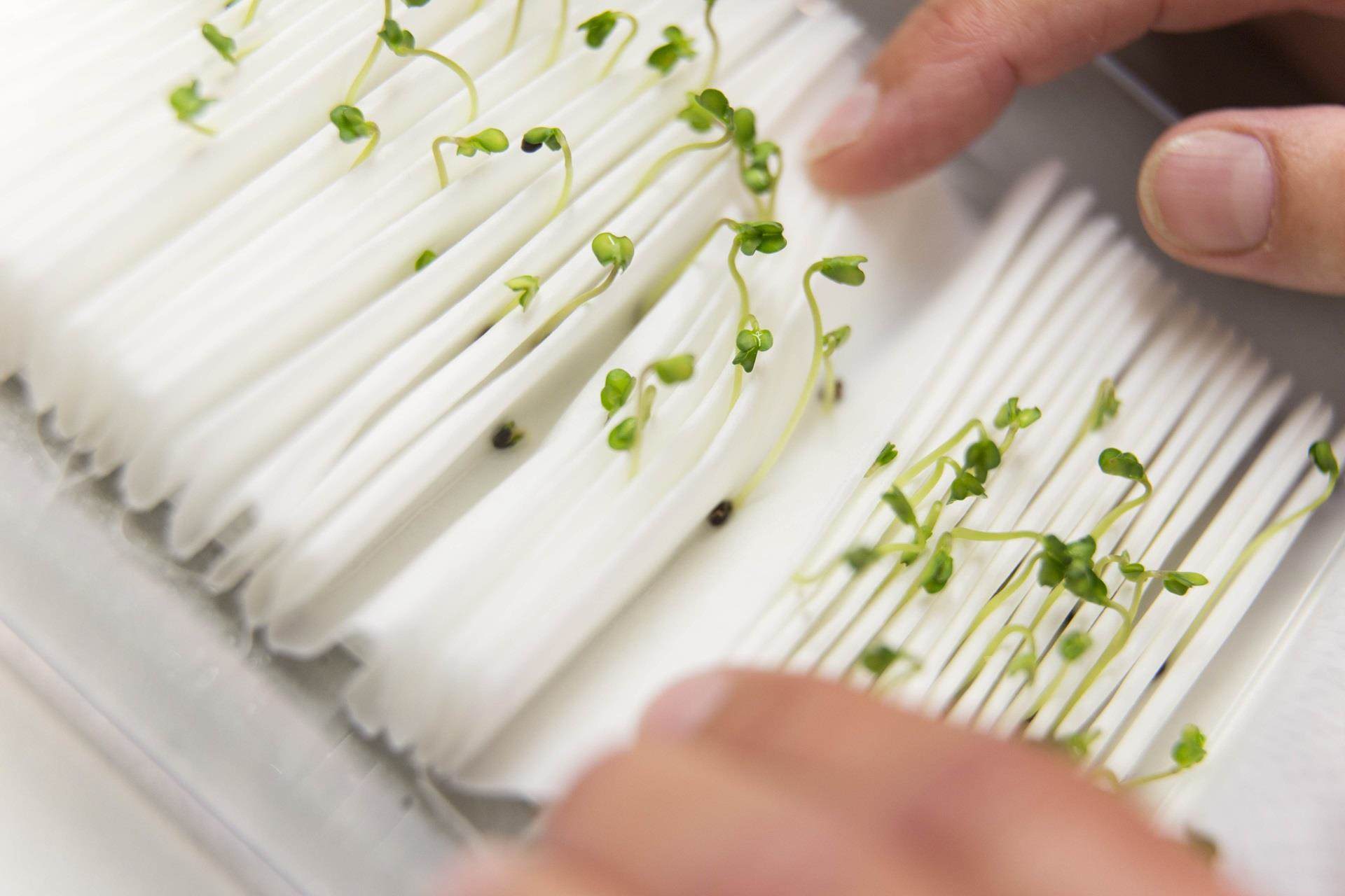 germination testing