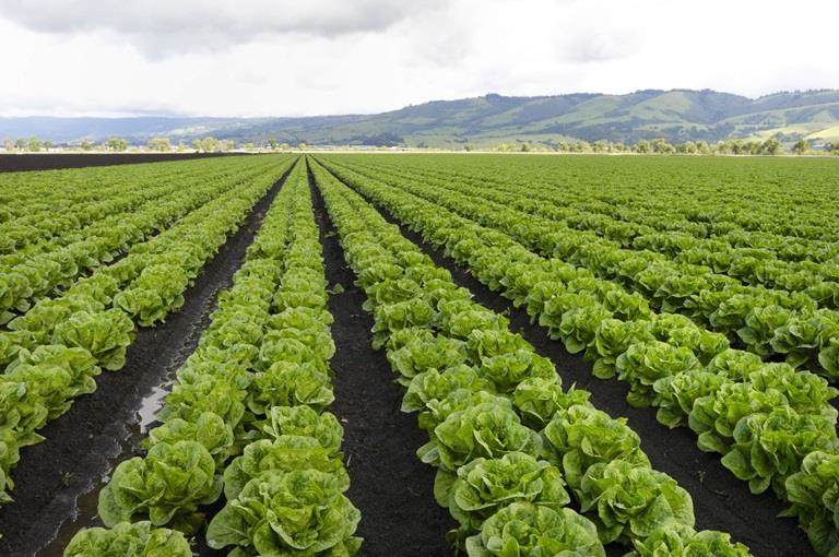 Lettuce field