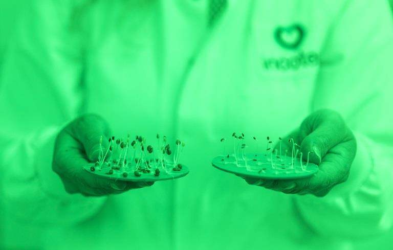 seedlings from primed seeds compared to seedlings from non-primed seeds