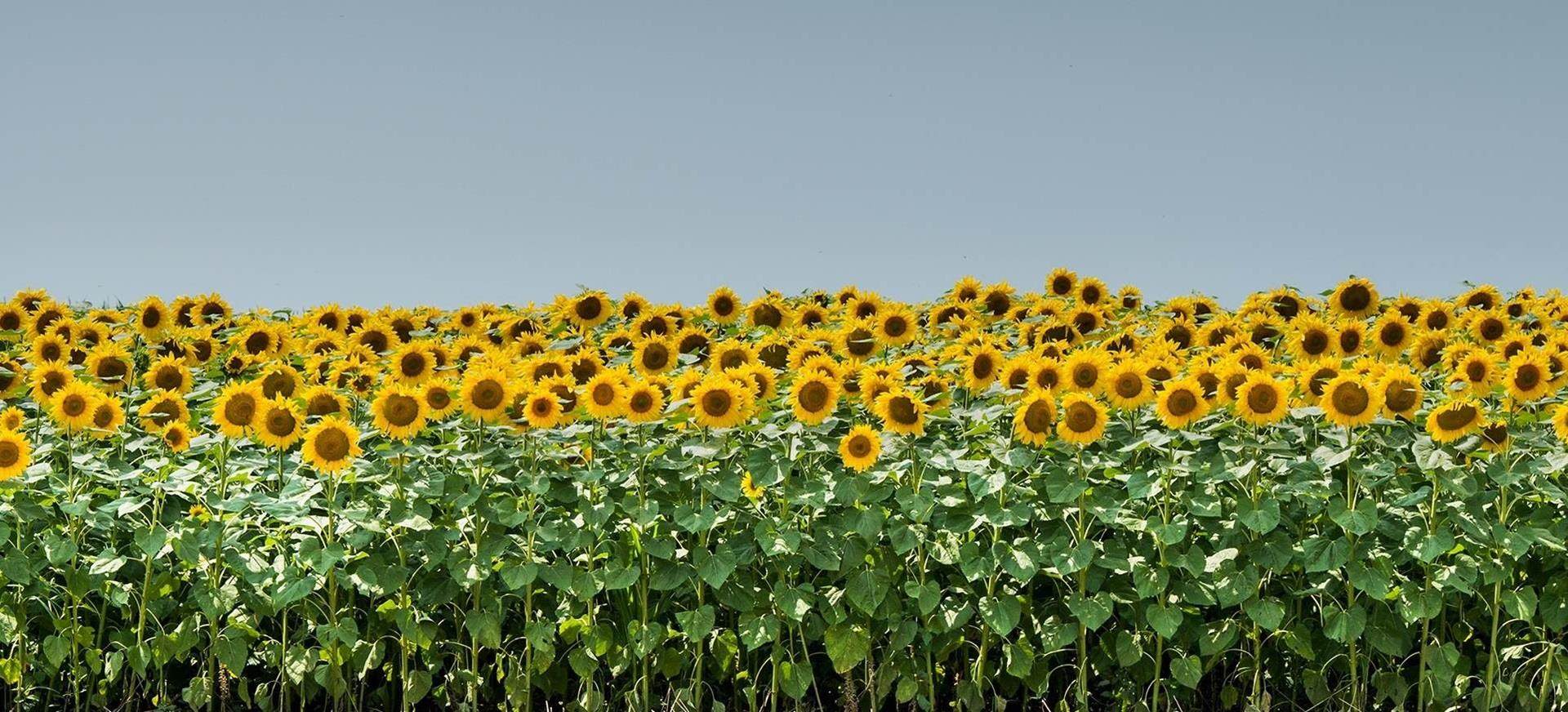 Sunflower seed can be encrusted