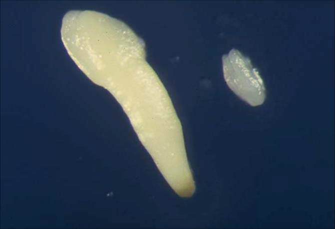 First commercial priming