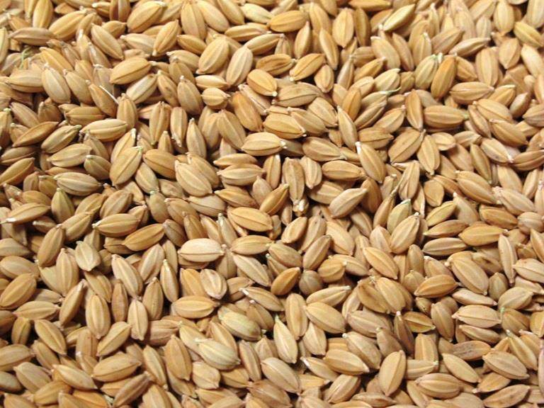 rice seeds