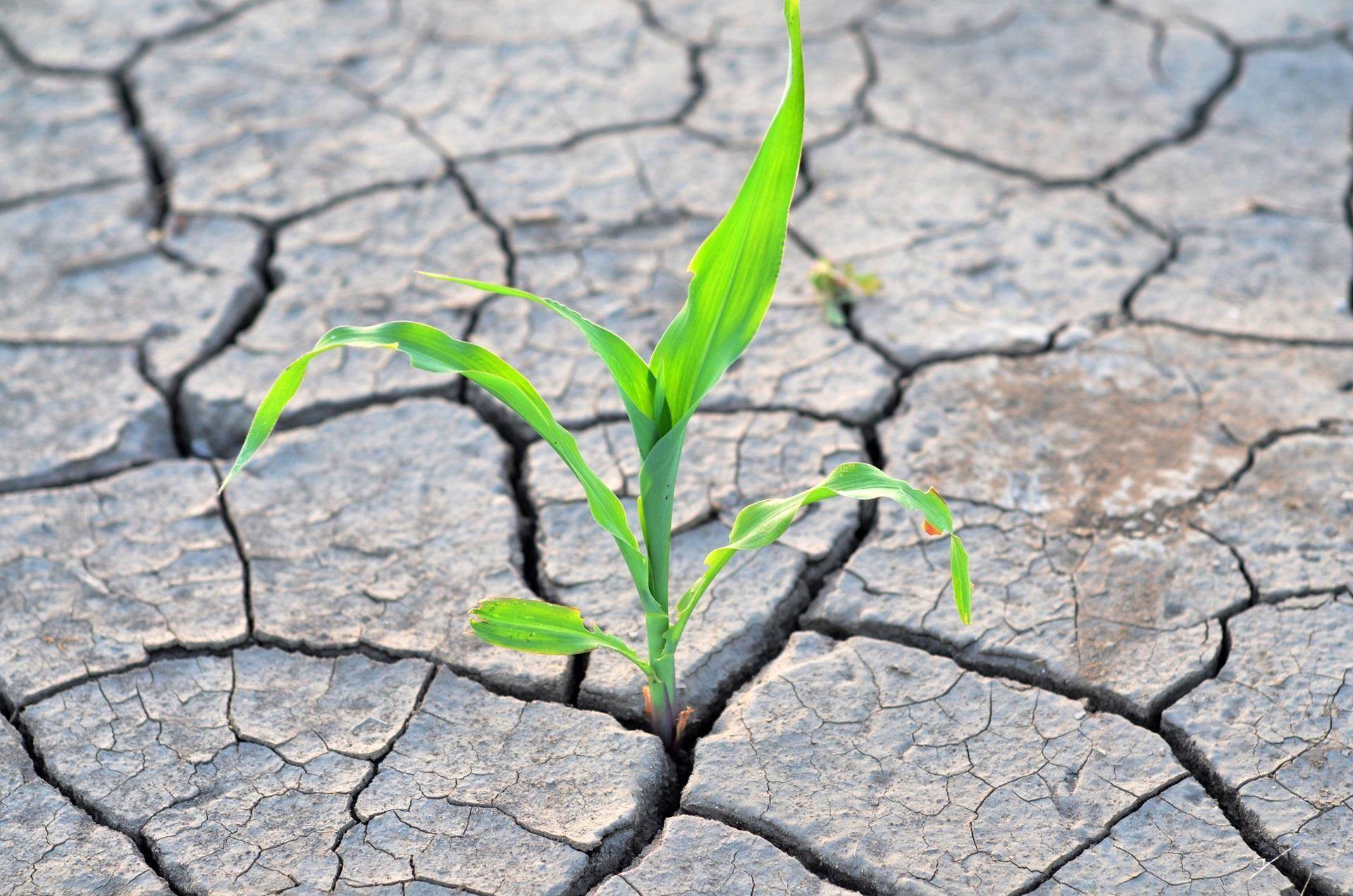 DroughtCorn