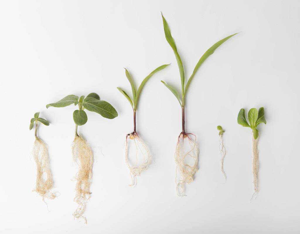 root growth