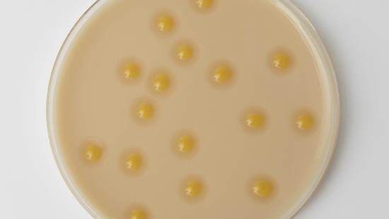 Colony bacteria